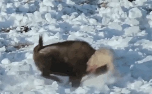 Clip: Sói xám nhận 'cái kết đắng' khi đi săn bò rừng