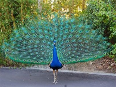 Clip: 'Choáng' với vẻ đẹp của những chú chim công