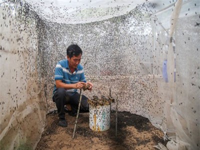 Trại nuôi ruồi lấy trứng thu hơn trăm triệu đồng mỗi tháng