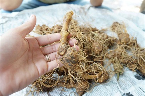 Quảng Nam: Loại củ xù xì, nhỏ xíu mà hằng tháng “ẵm” hơn 4 tỷ đồng