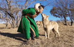 Clip: 'Phát hoảng' với dàn thú cưng... 8 con sói của cô gái Mông Cổ