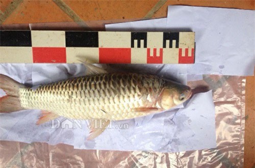 Vén màn bí ẩn về loài cá lạ: Hễ cứ ăn vào là say như uống rượu