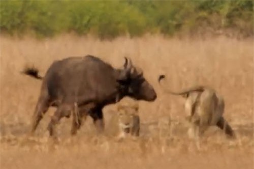 Clip: Trâu rừng tả xung hữu đột giữa bầy sư tử
