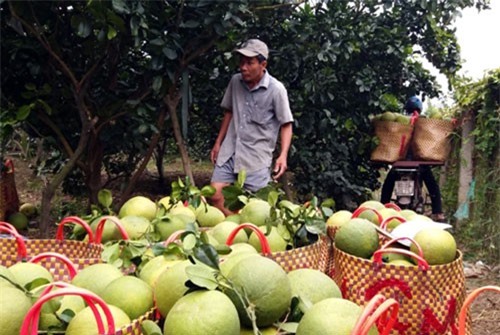Khó làm, khó ăn, “hết thời” làm bưởi da xanh vụ tết?