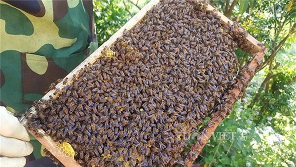 Một đàn ông trung bình có khoảng 2.000 con ong gồm: ong chúa, ong lấy mật, ong đực, ong cảnh vệ...