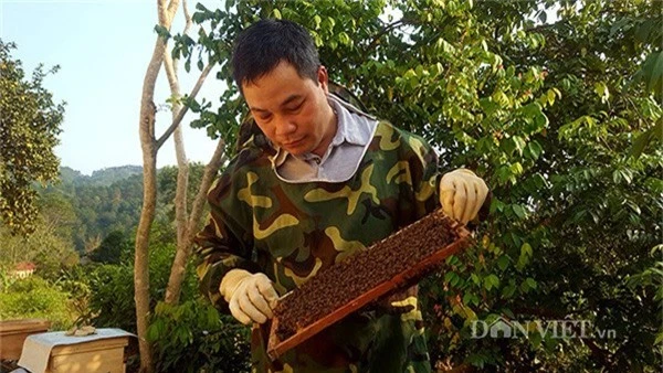 Anh Cương thường xuyên kiểm tra đàn ong tại trại nuôi.