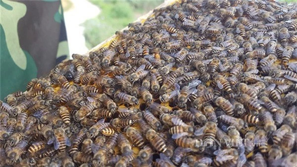 Do thường xuyên thay ong chúa nên đàn ong của trại nuôi anh Cường luôn khỏe mạnh và phát triển tốt.