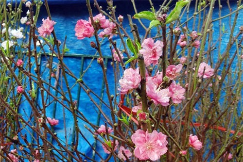 Chuyện lạ: Hoa đào bất ngờ bung nở rầm rộ, giá 200.000 đồng/cành