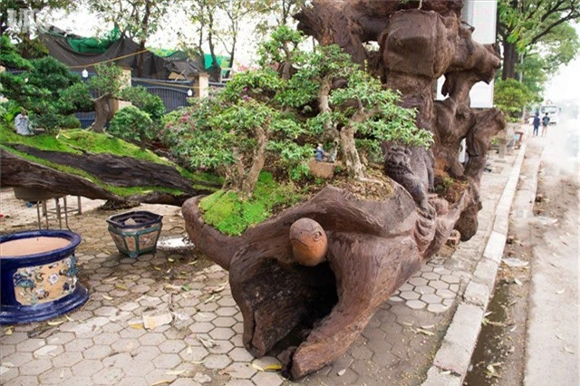  Tác phẩm “Tứ linh” được anh Thịnh trồng hàng cây bonsai Nhất Chi Mai trên phần gốc cây Sao nặng gần 2 tấn. 