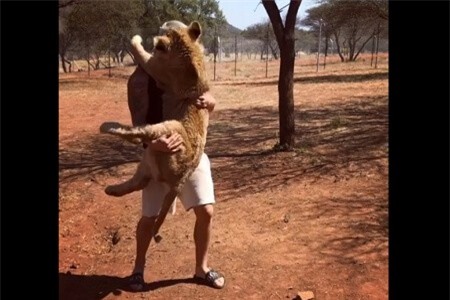 Clip: Sư tử lao đến 'làm nũng' với con người