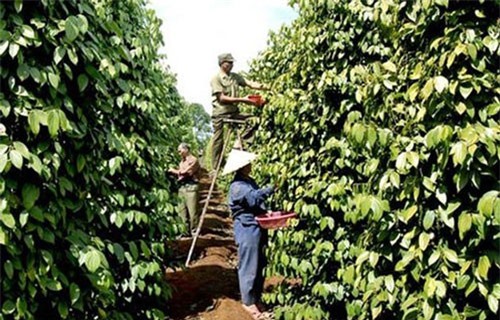 Xuất khẩu tiêu, cà phê chưa hết lo trong năm 2019