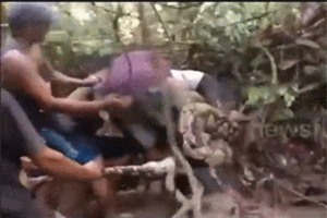 Clip: Kinh hoàng cảnh 6 người bắt con trăn dài 8m, nặng 100kg 