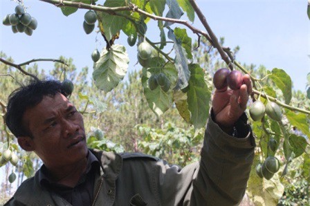 Lâm Đồng: Cà chua thân gỗ vẫn không đủ để bán