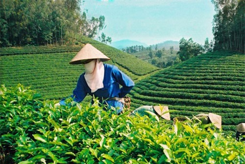 BẢN TIN TÀI CHÍNH-KINH DOANH: Xuất khẩu chè tiếp tục đi xuống, xăng giảm giá sốc lần thứ 3