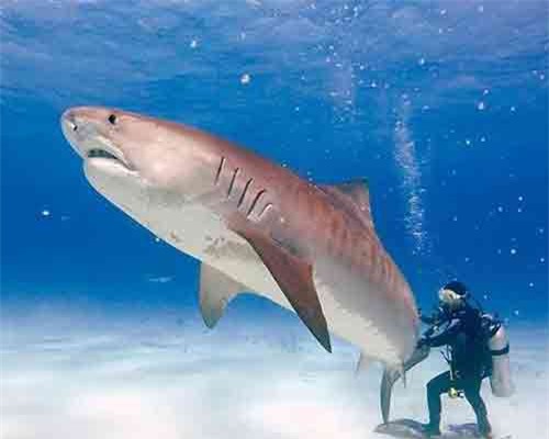 Những đặc điểm thú vị của loài cá mập