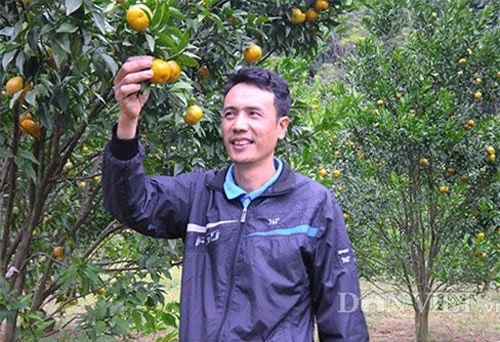 Vườn quýt hơn 1ha của gia đình anh Hiền chín vàng đang cho thu hoạch với giá đổ xô tại vườn là 30.000 đồng/kg.