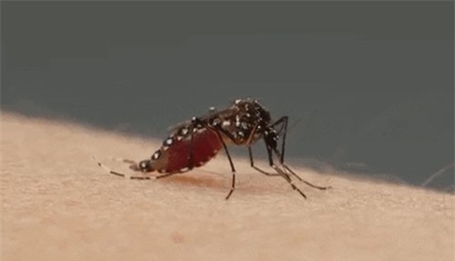 Muỗi là nguyên nhân chính khiến các loài động vật bị nhiễm vi nhựa?