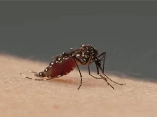 Muỗi là nguyên nhân chính khiến các loài động vật bị nhiễm vi nhựa?