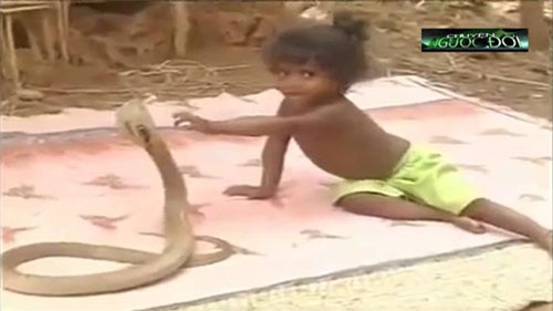 Clip: Phụ huynh Ấn Độ cho trẻ em thoải mái chơi đùa với rắn hổ