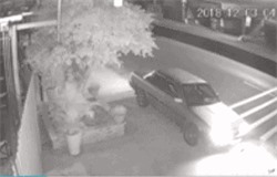 Clip: 'Ngao ngán' cảnh người đàn ông đi ôtô... trộm 4 chậu cây cảnh