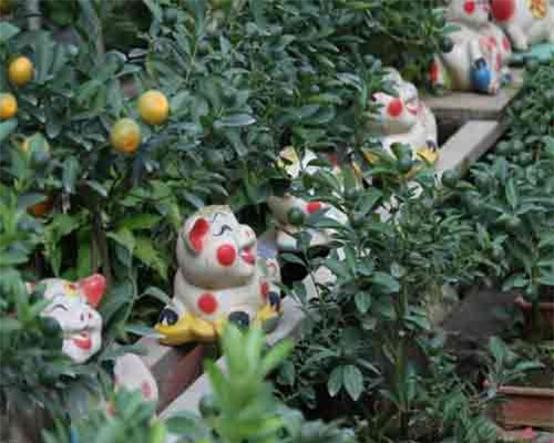 Lợn vàng cõng quất giá chục triệu đồng chờ Tết