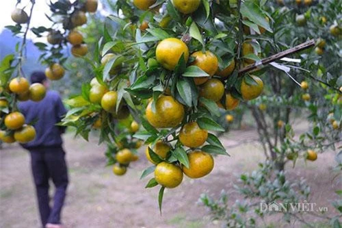 Những chùm quýt căng mọng, bóng mượt lại ít hạt tại vườn quýt nhà anh Hiền được khách hàng ưa chuộng.