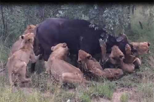 Đàn sư tử hợp sức hạ sát trâu rừng