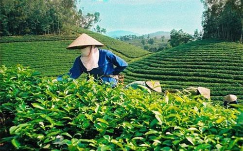 Xuất khẩu chè tháng 11/2018 tiếp tục giảm