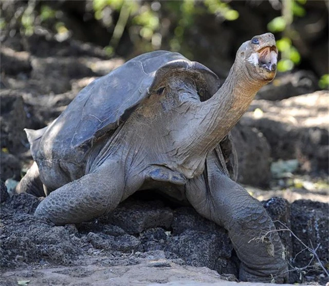 “Cụ” rùa Lonesome George khi còn sống.