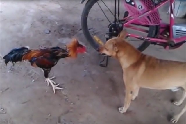 Clip: Kết cục khó tin trong cuộc ác chiến giữa gà và chó
