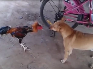 Clip: Kết cục khó tin trong cuộc ác chiến giữa gà và chó
