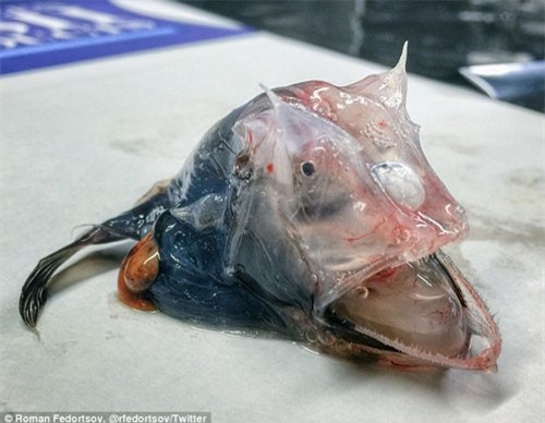 13 sinh vật nghi ngoài hành tinh bắt được dưới đáy biển