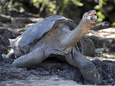 Vì sao cá thể rùa khổng lồ Pinta cuối cùng sống đến 100 năm?