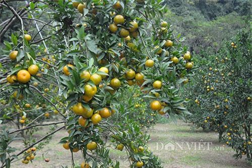 Trồng quýt chiết cành sai trĩu quả lại ít hạt thu hơn trăm triệu/năm