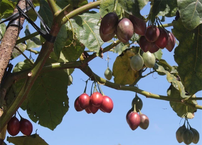Cần định giá sản phẩm cà chua thân gỗ đúng giá trị để phát triển bền vững (Ảnh: VH)  