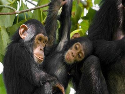 Top 10 loài động vật thông minh nhất trên hành tinh