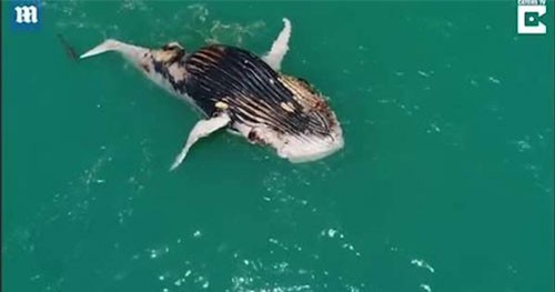 Clip: Cá mập, cá sấu đua nhau 'xẻ thịt' cá voi khổng lồ 