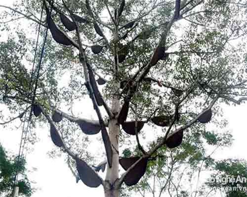 Cây 'tổ ong' ở Nghệ An được trả giá tiền tỷ chủ nhân vẫn không bán