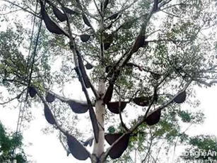 Cây 'tổ ong' ở Nghệ An được trả giá tiền tỷ chủ nhân vẫn không bán