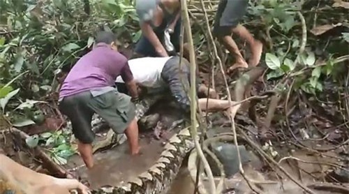 Hãi hùng cảnh “bất ngờ” đụng độ trăn gấm khổng lồ