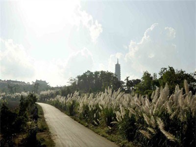 Ngỡ ngàng vẻ đẹp sắc trắng bông lau Ninh Bình