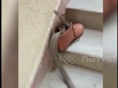 Clip: Rùng mình cảnh rắn chui vào giày và nằm yên bên trong