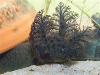 Phát hiện 'nàng tiên cá' huyền thoại ở Florida