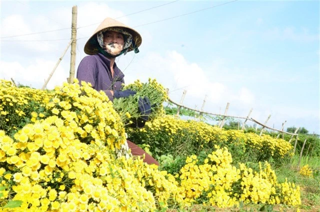 Bà Bùi Thị Chi (thôn Hổ Tiếu, xã Nghĩa Hà) cho biết, với 1 sào đất, gia đình bà trồng 15.000 cây cúc giống. Trồng cúc trái vụ cần nhiều công chăm sóc nhằm hạn chế số cây chết, giúp hoa nở đúng thời điểm để bán được giá. Chi phí đầu tư từ lúc xuống giống đến lúc thu hoạch khoảng 4 triệu đồng/sào.