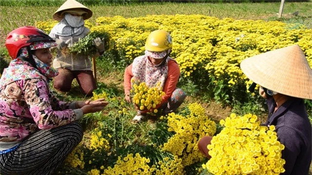 Thị trường cúc trái vụ khá rộng, vì vậy toàn bộ số hoa cúc của người dân xã Nghĩa Hà đều được thương lái đến tận ruộng thu mua hết.