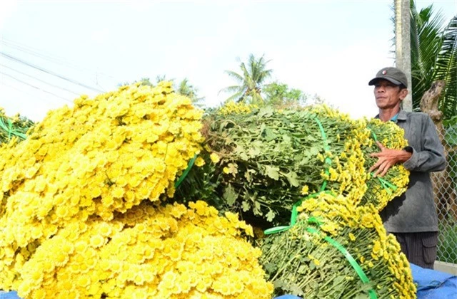 Ông Nguyễn Văn Tiến - PCT UBND xã Nghĩa Hà, cho biết, toàn xã có khoảng 7 ha đất trồng cúc trái vụ với khoảng 100 hộ tham gia. Nhiều năm qua, cây cúc trái vụ đã mang lại thu nhập khá cao cho người nông dân, tạo được việc làm cho nhiều lao động của địa phương. Trồng cúc trái vụ cho thu nhập khá. Thị trường tiêu thụ và giá cả cây hoa cúc trái vụ luôn ổn định, người dân không phải lo tình trạng được mùa mất giá như nhiều loại cây trồng khác, PCT UBND xã Nghĩa Hà Nguyễn Văn Tiến chia sẻ.