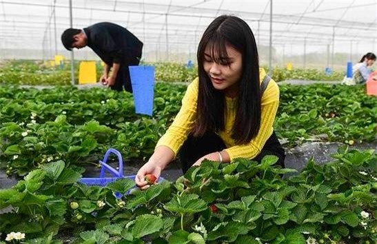 Dễ dàng bỏ túi 1.000 tỷ đồng/năm nhờ cho du khách làm nông dân