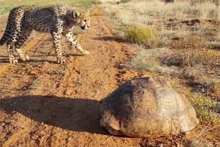 Clip: Chiếc mai rùa 'thần kì' khiến hai chú báo phải giật mình