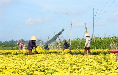 Trồng hoa đón Tết, nông dân thu lãi 10-15 triệu đồng/sào cúc trái vụ