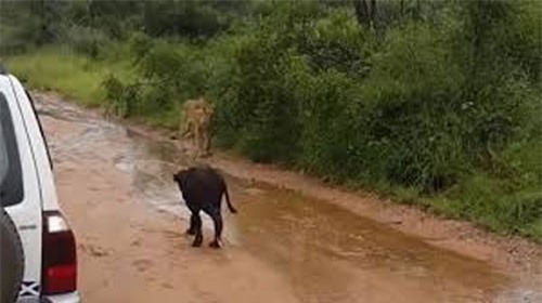 Clip: Trâu rừng mẹ giải cứu con khỏi miệng sư tử